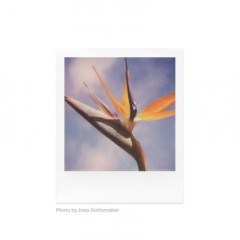 Polaroid Color SX-70 Instant Film (8 Exposures) 6004