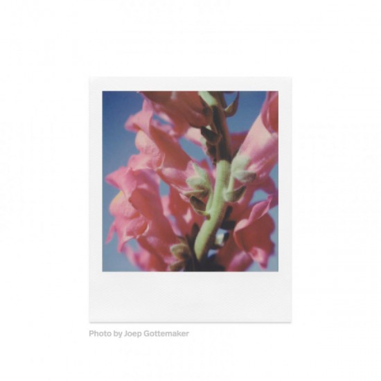 Polaroid Color SX-70 Instant Film (8 Exposures) 6004